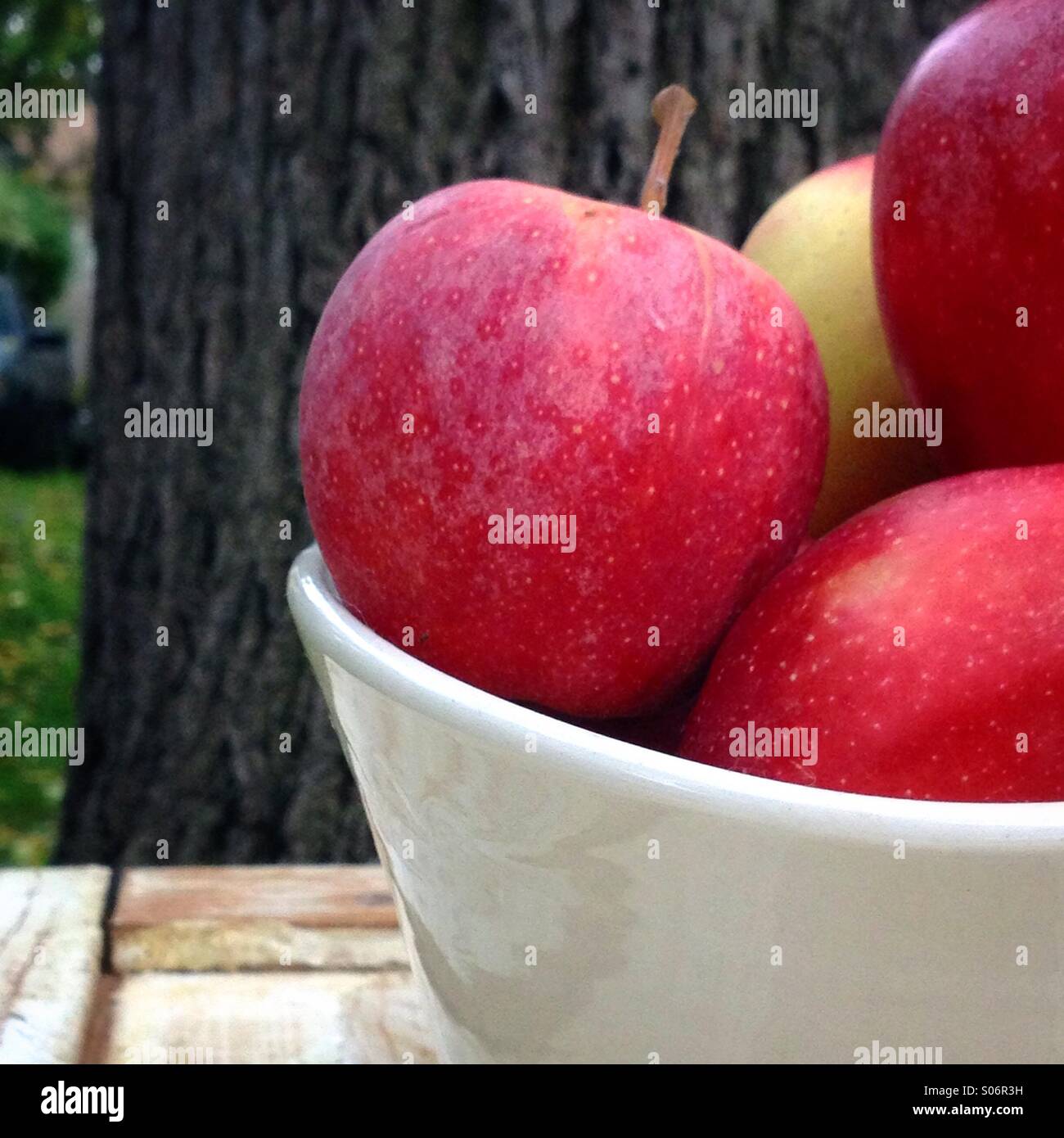 Schüssel mit Gala Äpfel frisch gepflückt Stockfoto