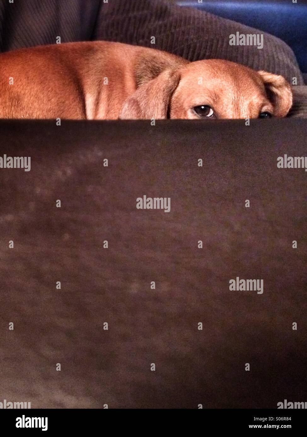 Ein Zwergdackel lugt hinter einen Stuhl - Smartphone-aufgenommenes Stockfoto