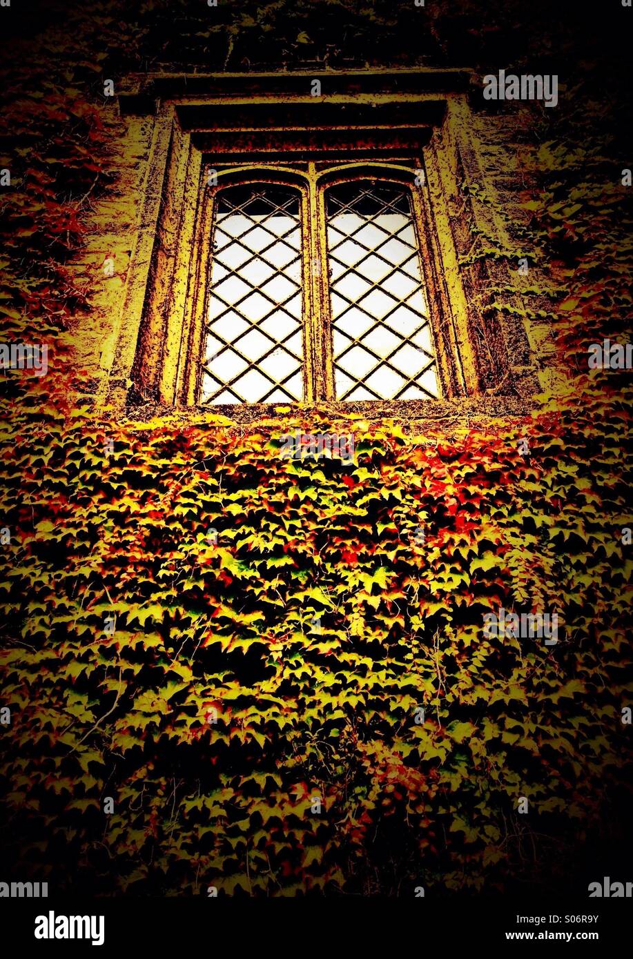 Alte Fenster umgeben von Efeu (Townely Hall, Burnley) Stockfoto