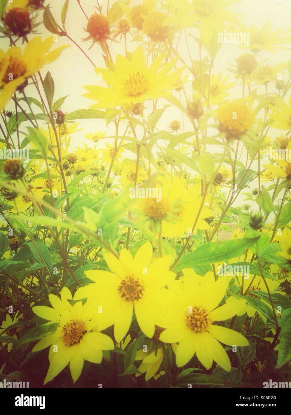 Blumen-Gelbes Gänseblümchen Stockfoto