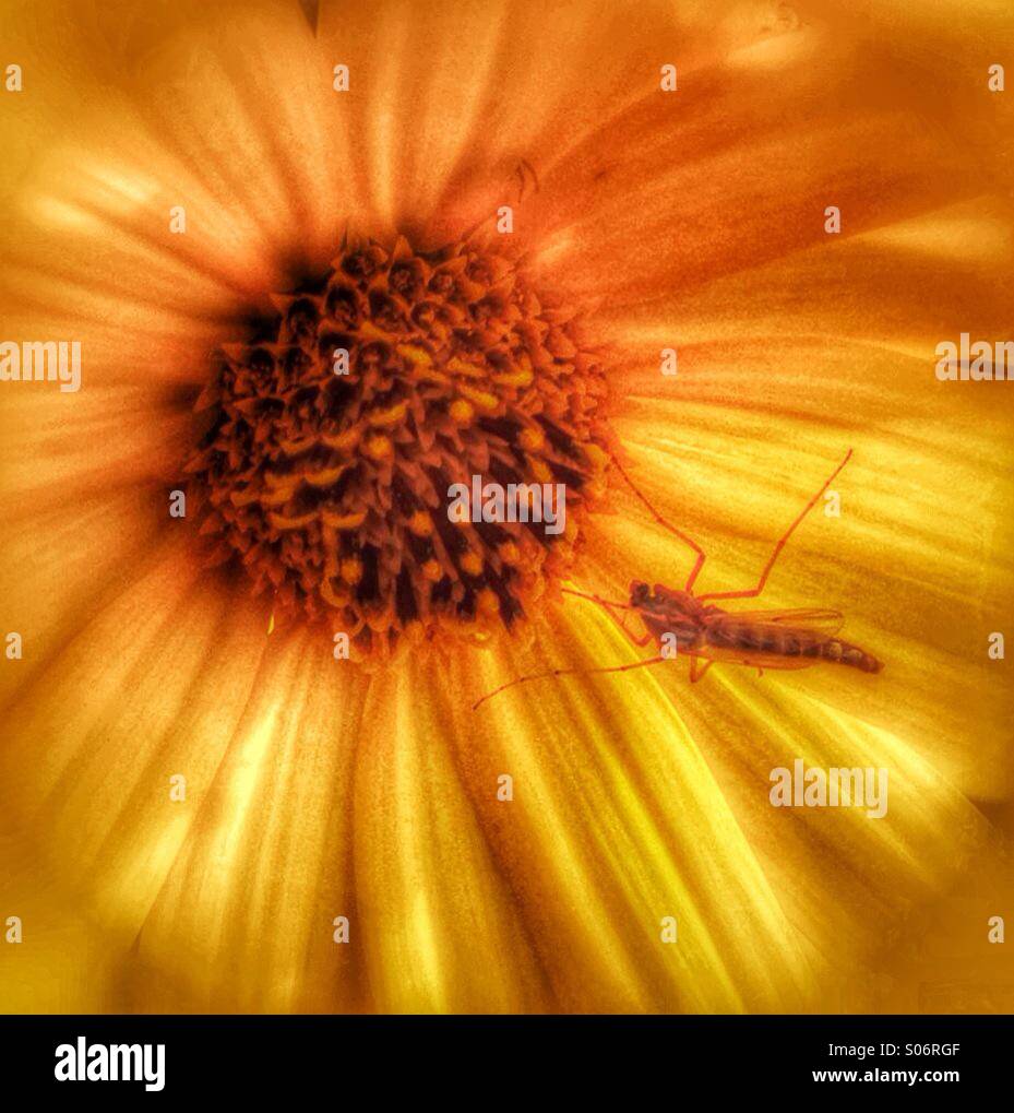 Eine gelbe Blume mit einem Fehler. - Smartphone-aufgenommenes Stockfoto