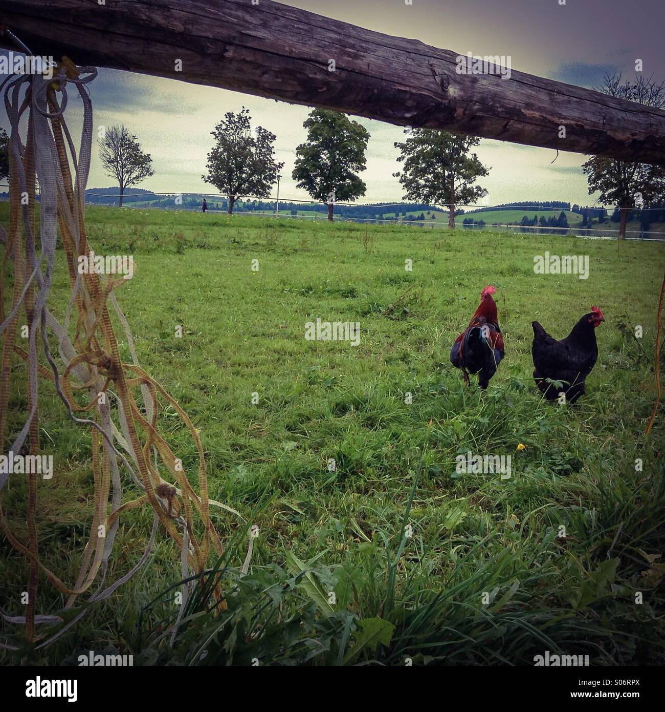 Hühner, Freerange Hennen stehen im Rasen, Allgäu, Bayern, Deutschland Stockfoto