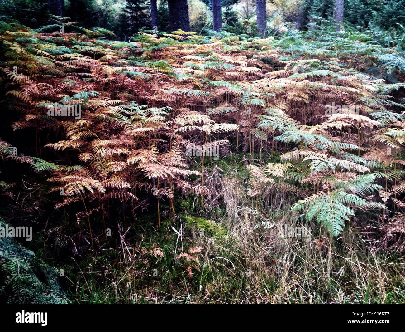 Sterbenden Wald Farne im Herbst Herbst - Smartphone-aufgenommenes Stockfoto