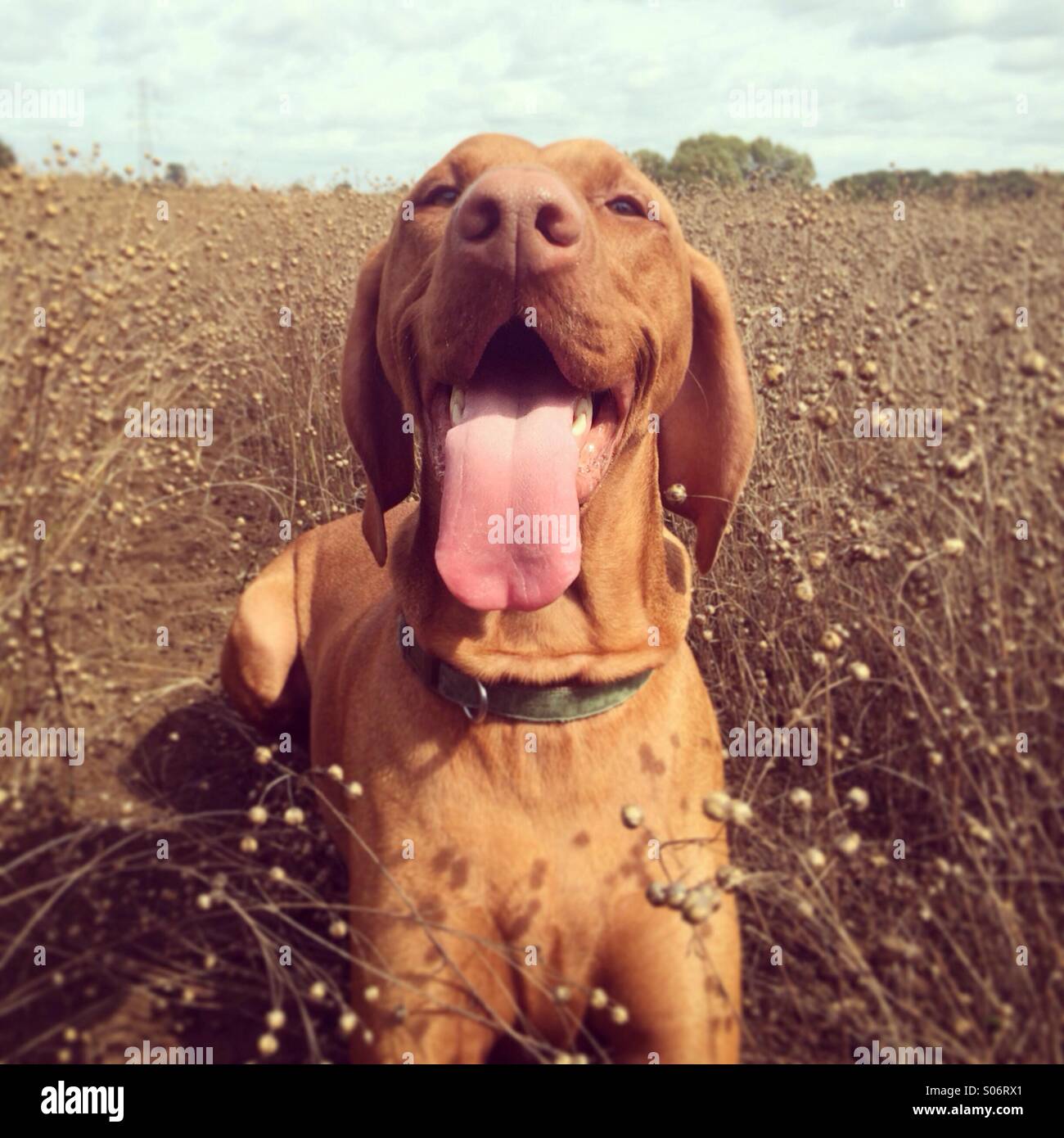 Glücklicher Hund Stockfoto