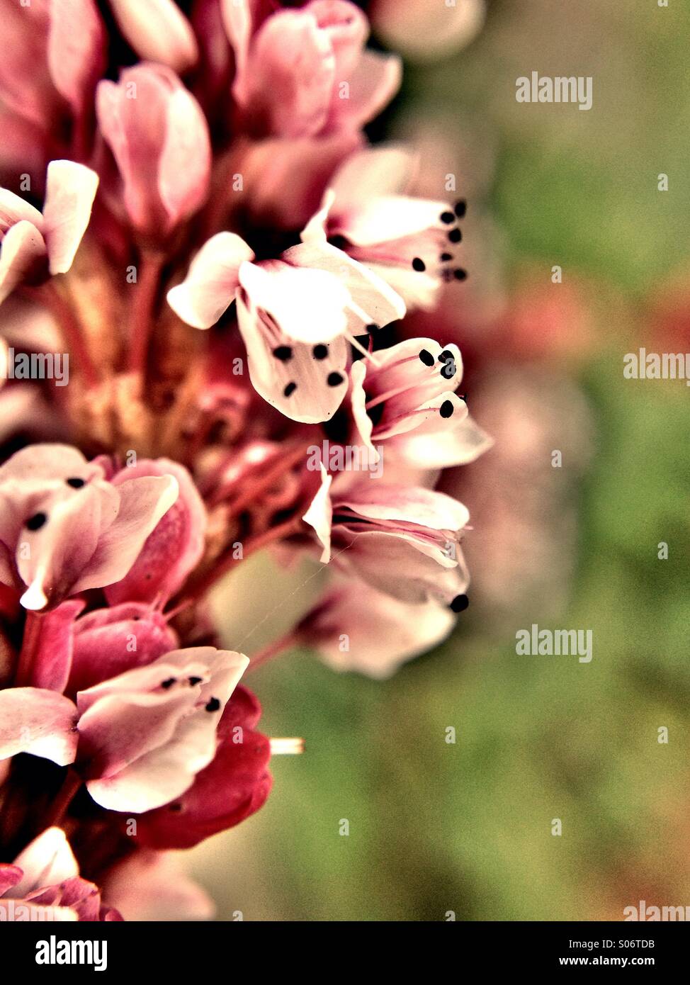 Persicaria Affinis Blumen Stockfoto