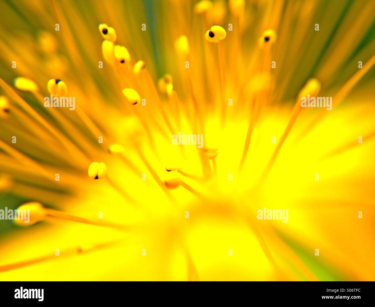Hypericum-Blume Stockfoto