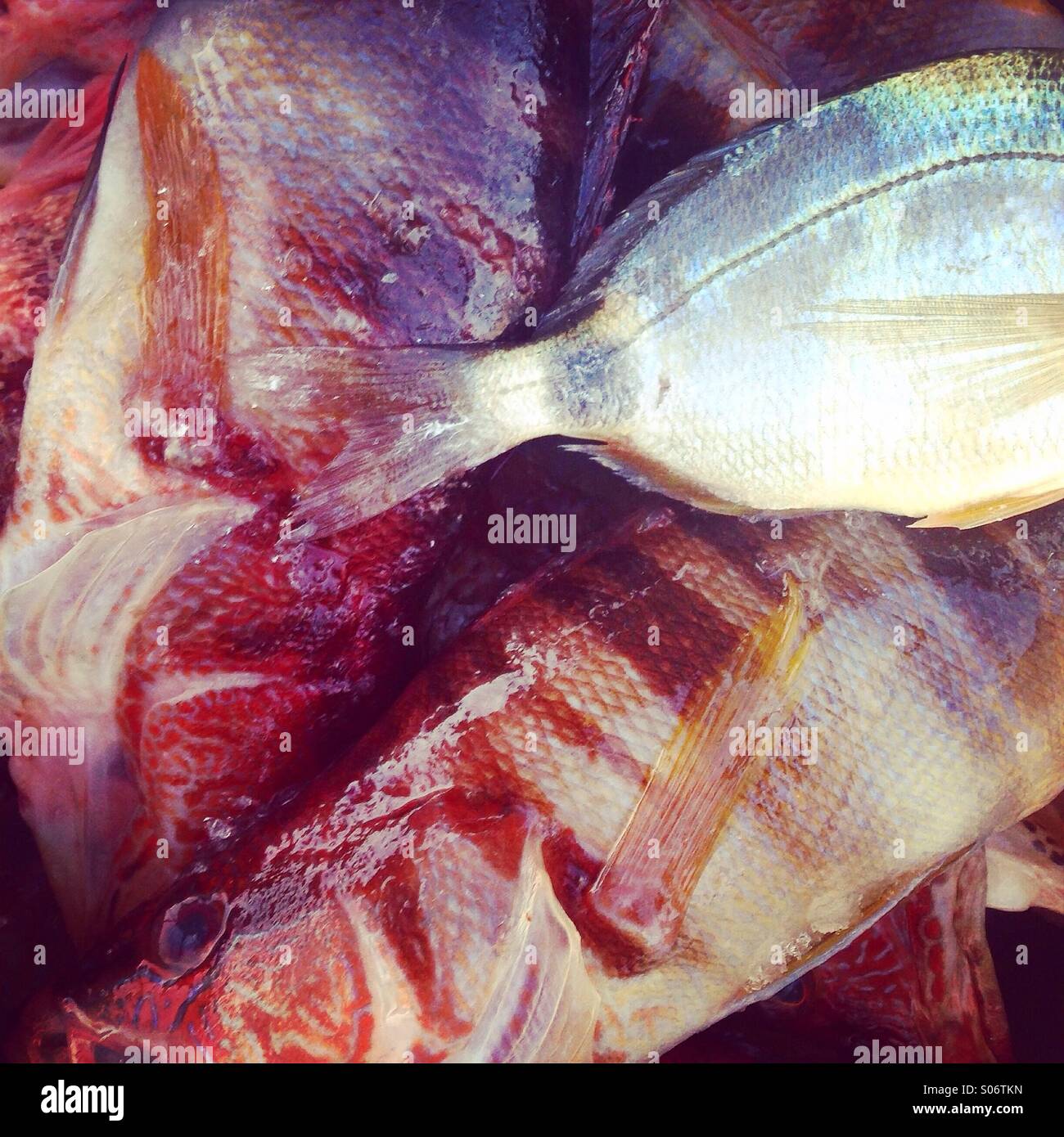 Vielzahl von Mittelmeerfischen hautnah Stockfoto