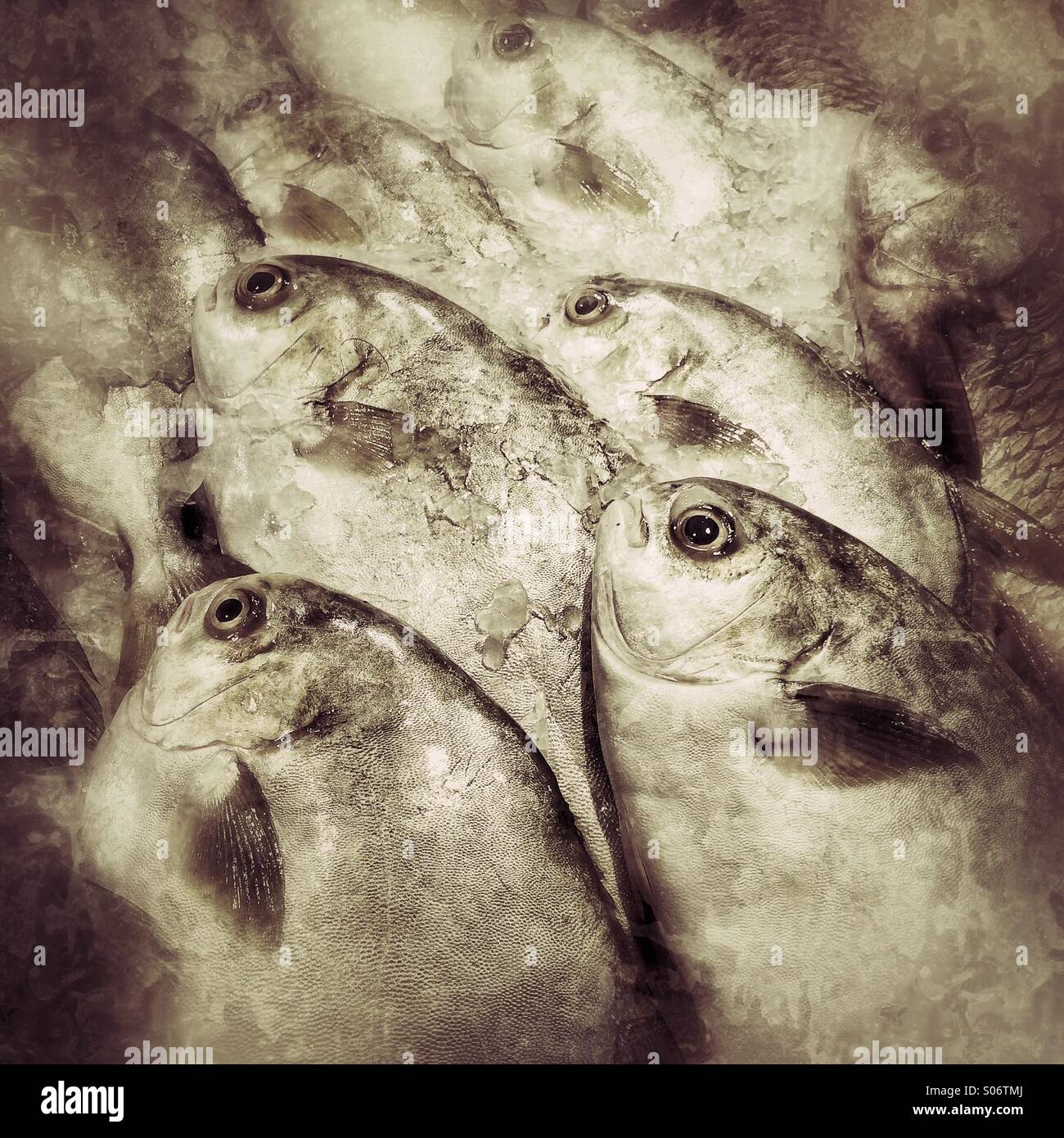 Frischer Fisch zum Verkauf an nassen Markt - Smartphone-aufgenommenes Stockfoto