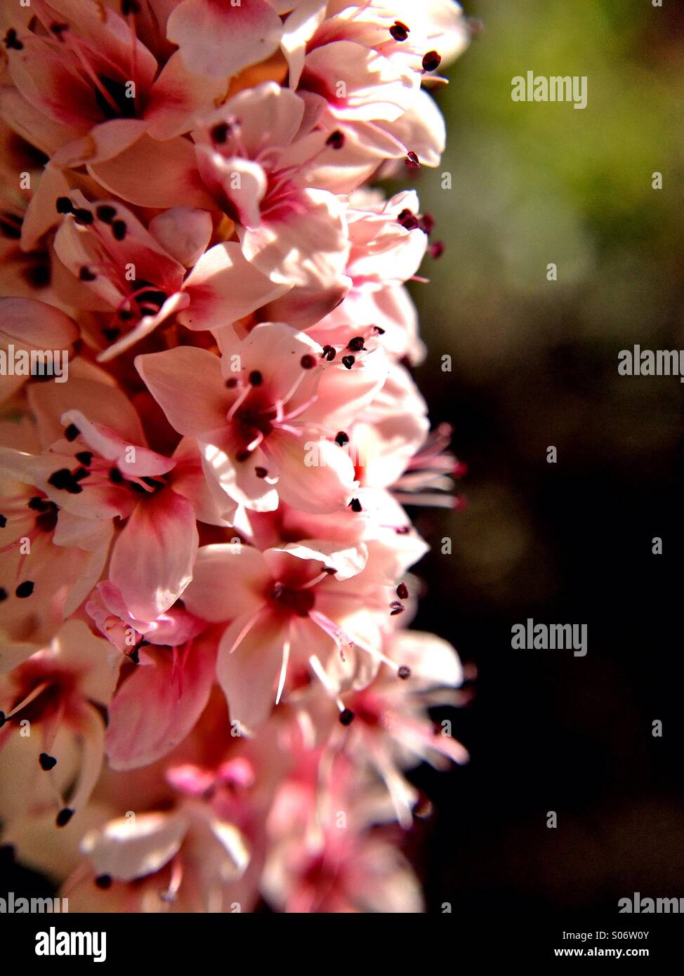 Persicaria Affinis Blumen Stockfoto