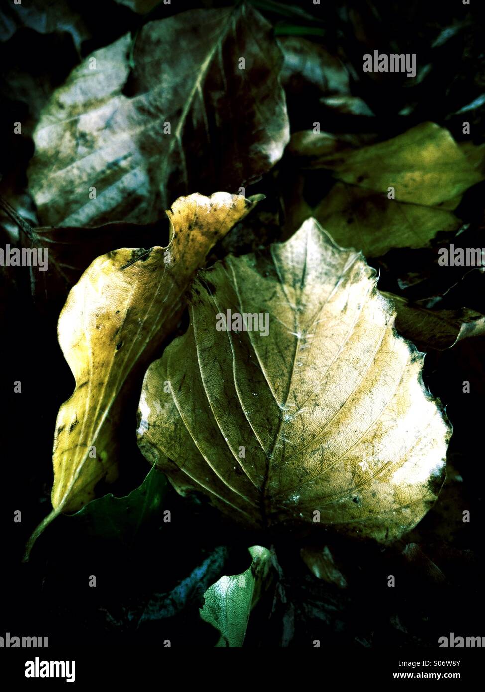 Herbst #4 - Smartphone-aufgenommenes Stockfoto