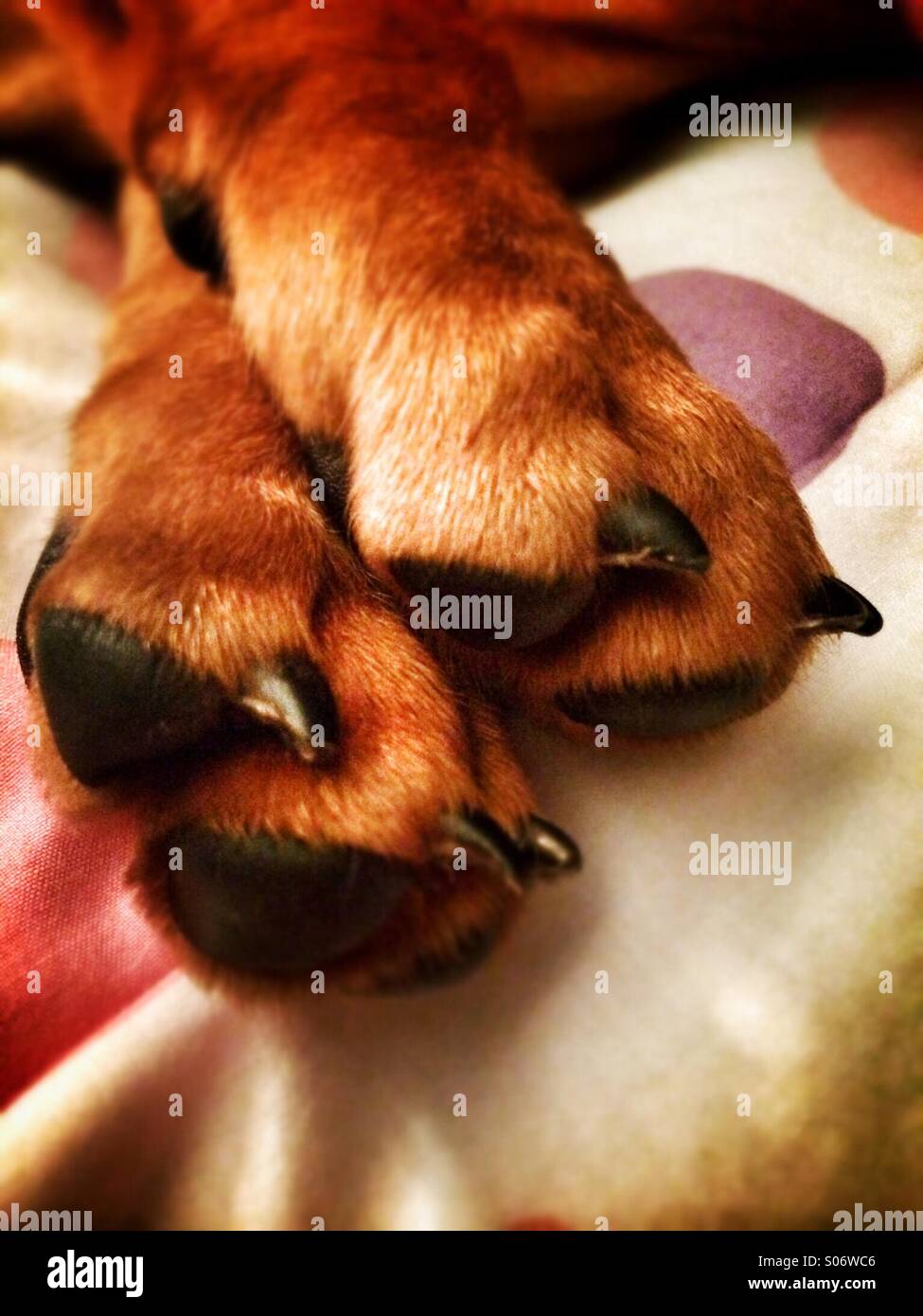 Die Pfoten eines Zwergdackel Welpen - Smartphone-aufgenommenes Stockfoto