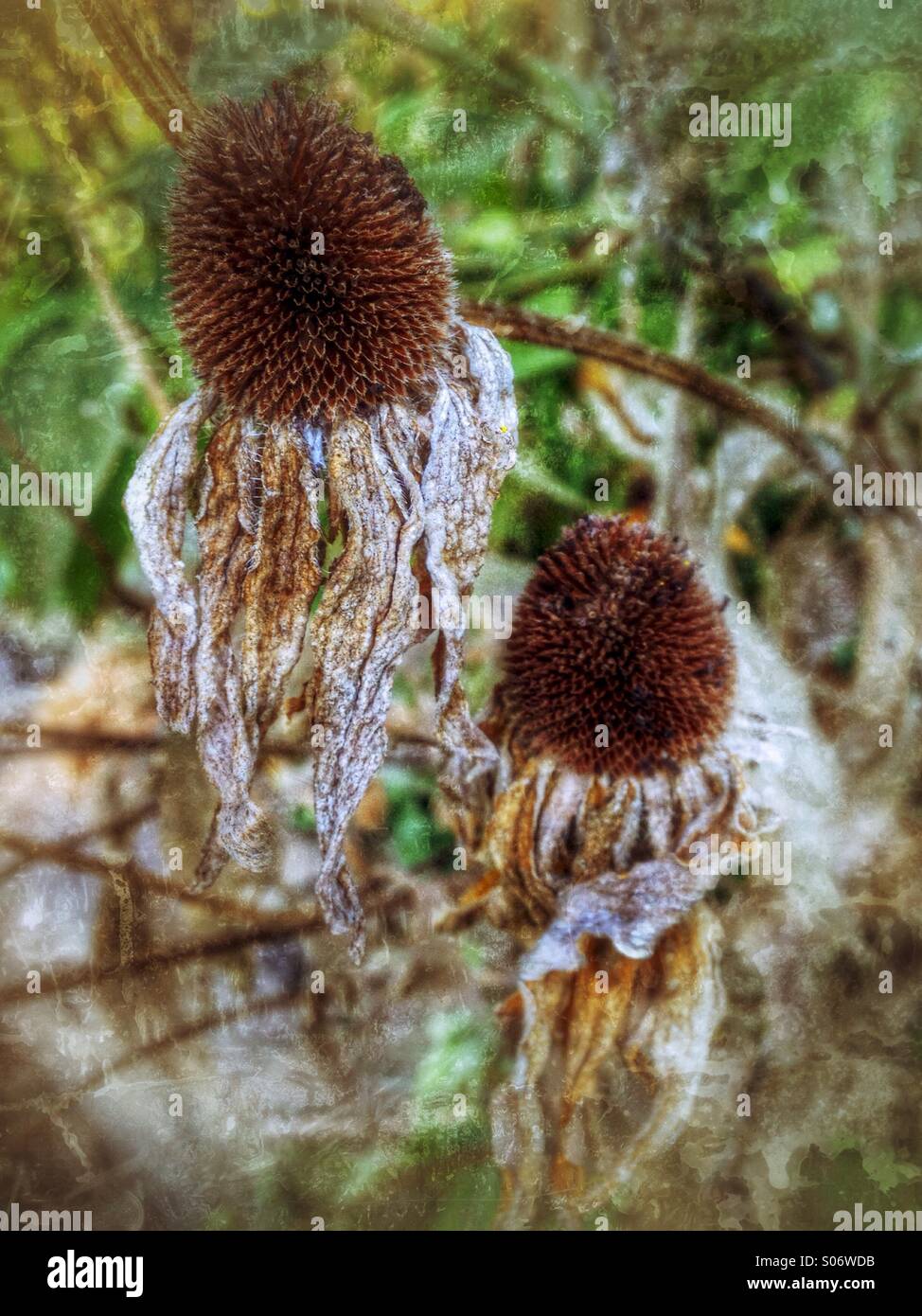 Sommerblumen zu verblassen. - Smartphone-aufgenommenes Stockfoto