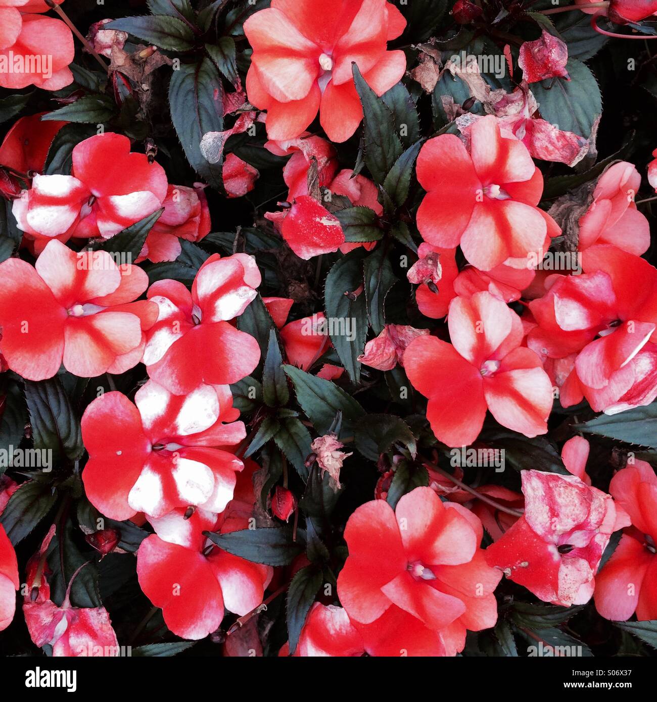 Cluster von Blumen Patiens Hybrid Blume rot-weißen Busch Stockfoto