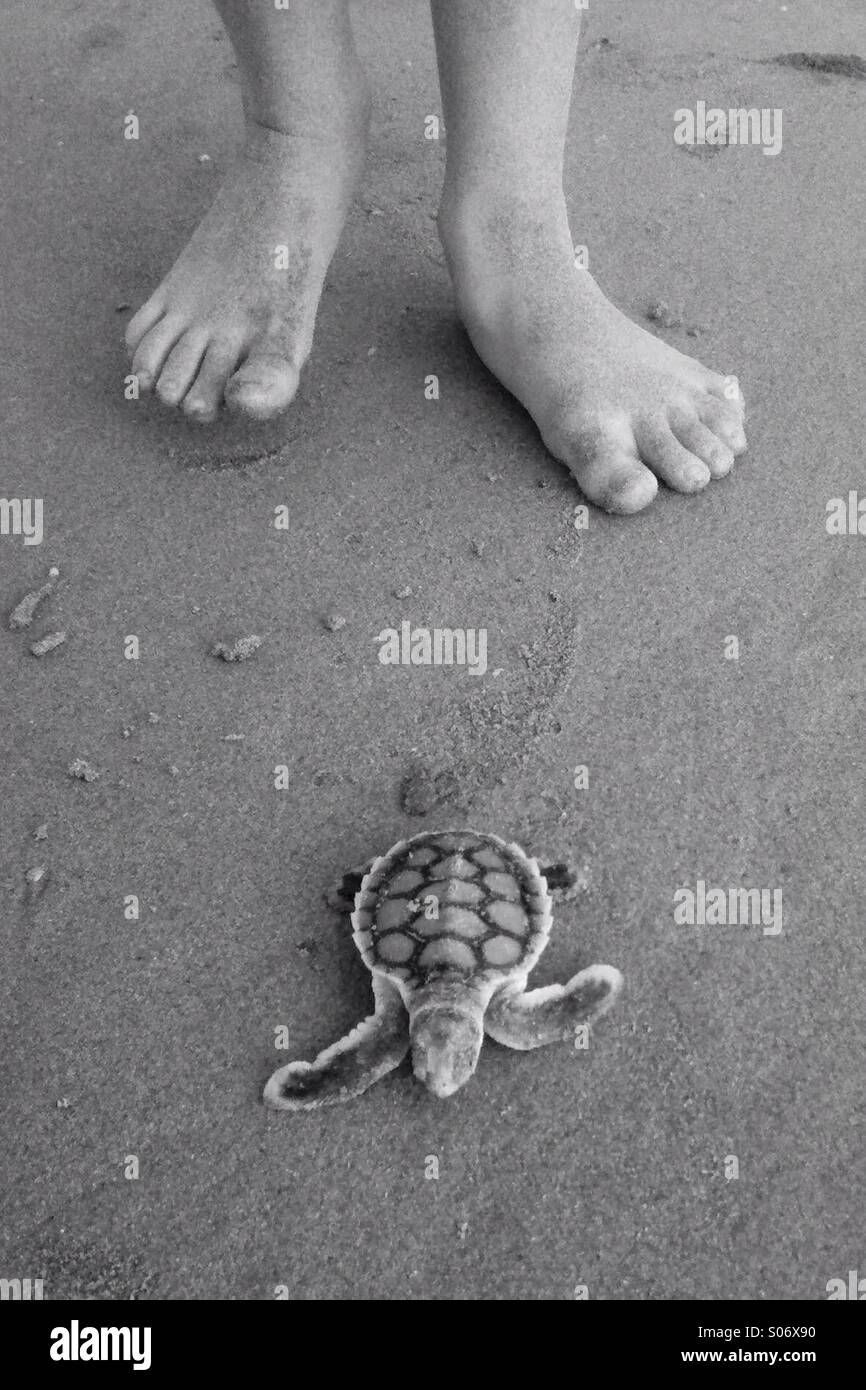 Füße von einem kleinen Mädchen nach einer gerechten geschlüpften Meeresschildkröten auf ihrer ersten Reise. Stockfoto