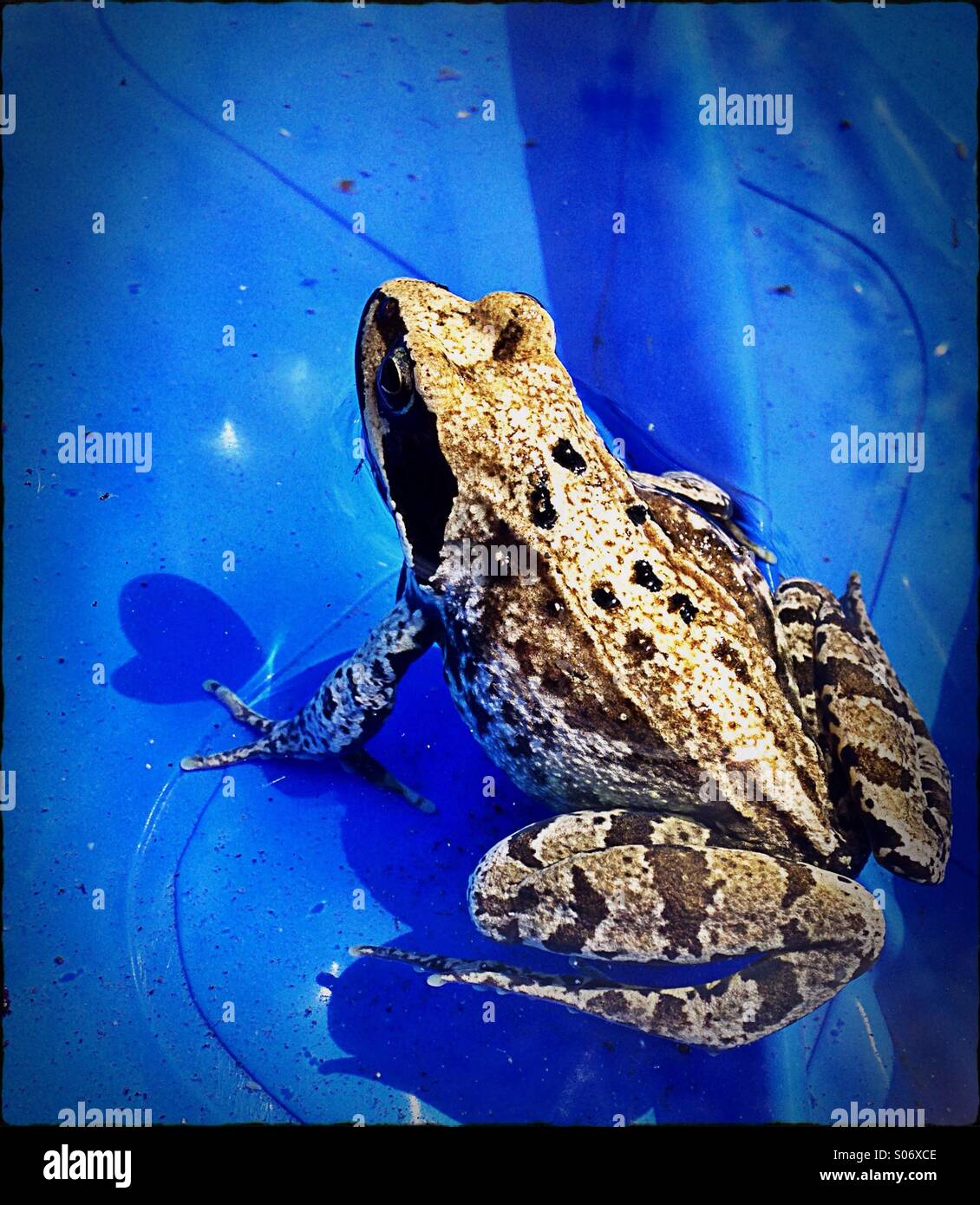 Garten Frosch - Smartphone-aufgenommenes Stockfoto