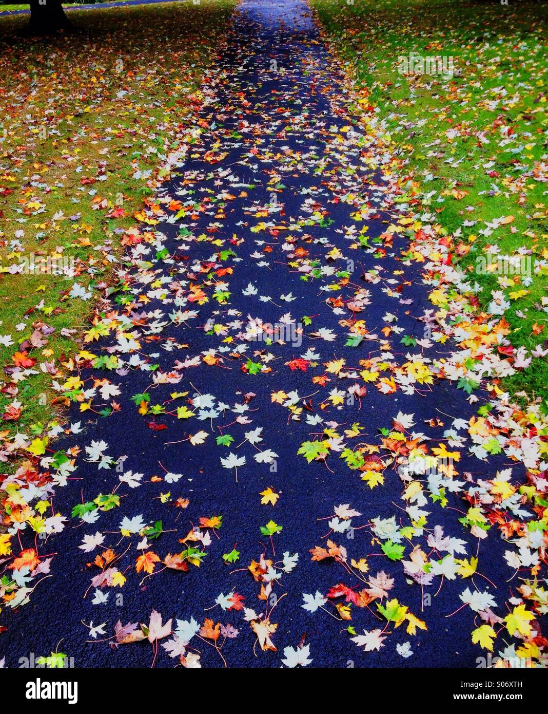 Gefallene Blätter bedecken einen Fußweg nach einem Regen im Herbst Stockfoto