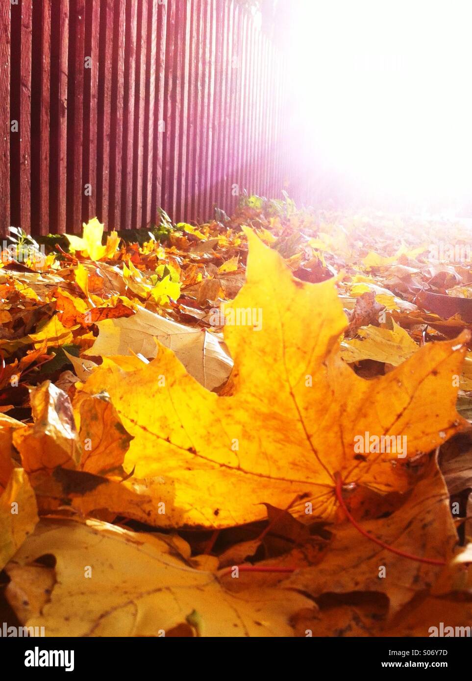 Herbst Ahornblätter Farbe auf einer Straße Stockfoto