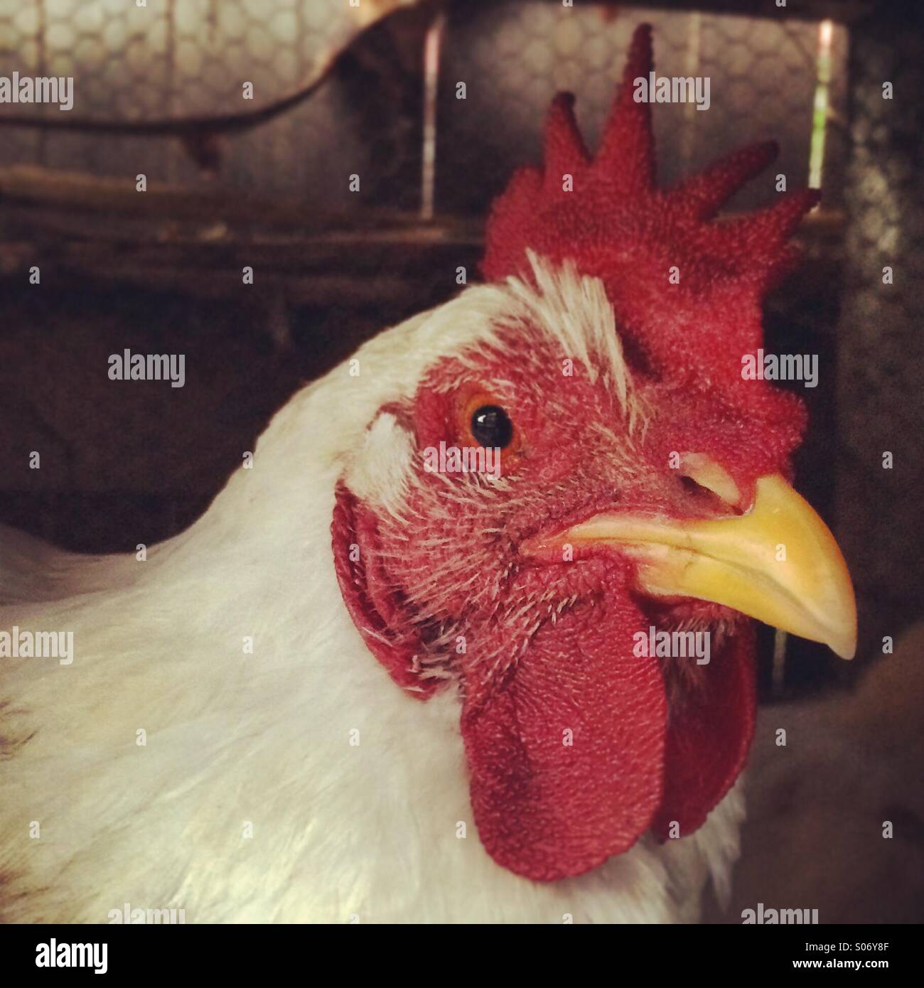 Freilandhaltung Huhn Stockfoto