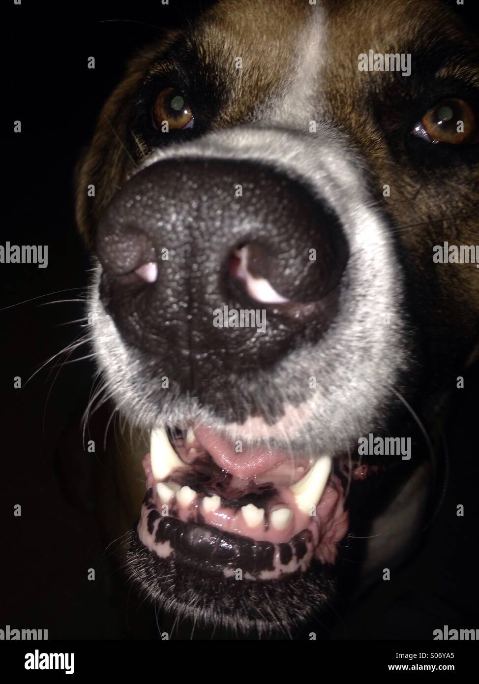 Lustiger Hund Gesicht, Nase Hund, Hund Zähne, Mundgeruch, Rettungshund, dankbar Welpen, Stockfoto