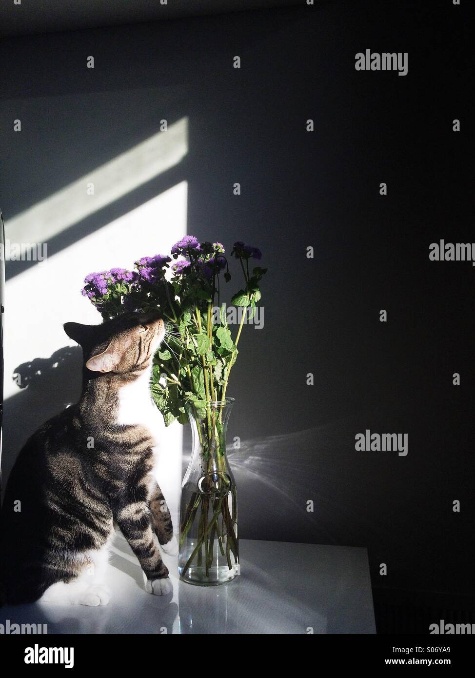 zu stoppen und die Blumen riechen Stockfoto