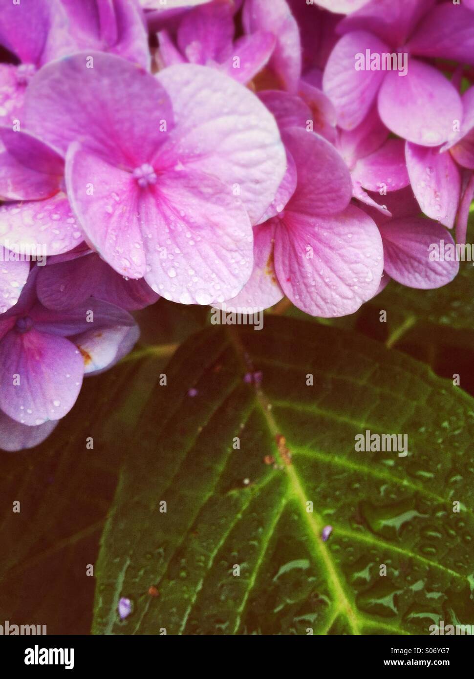 Tröpfchen auf eine Hortensie Blüte Stockfoto