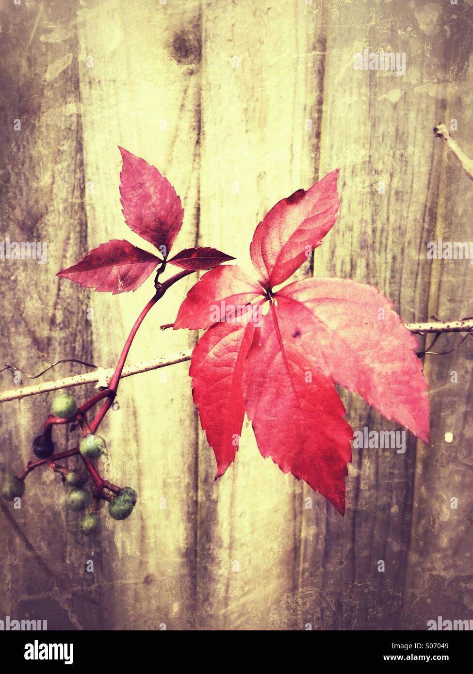 Blätter im Herbst rot Stockfoto
