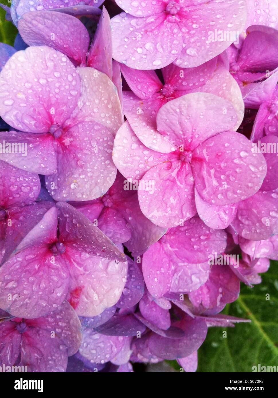 Regen auf Hortensie Blüte Stockfoto