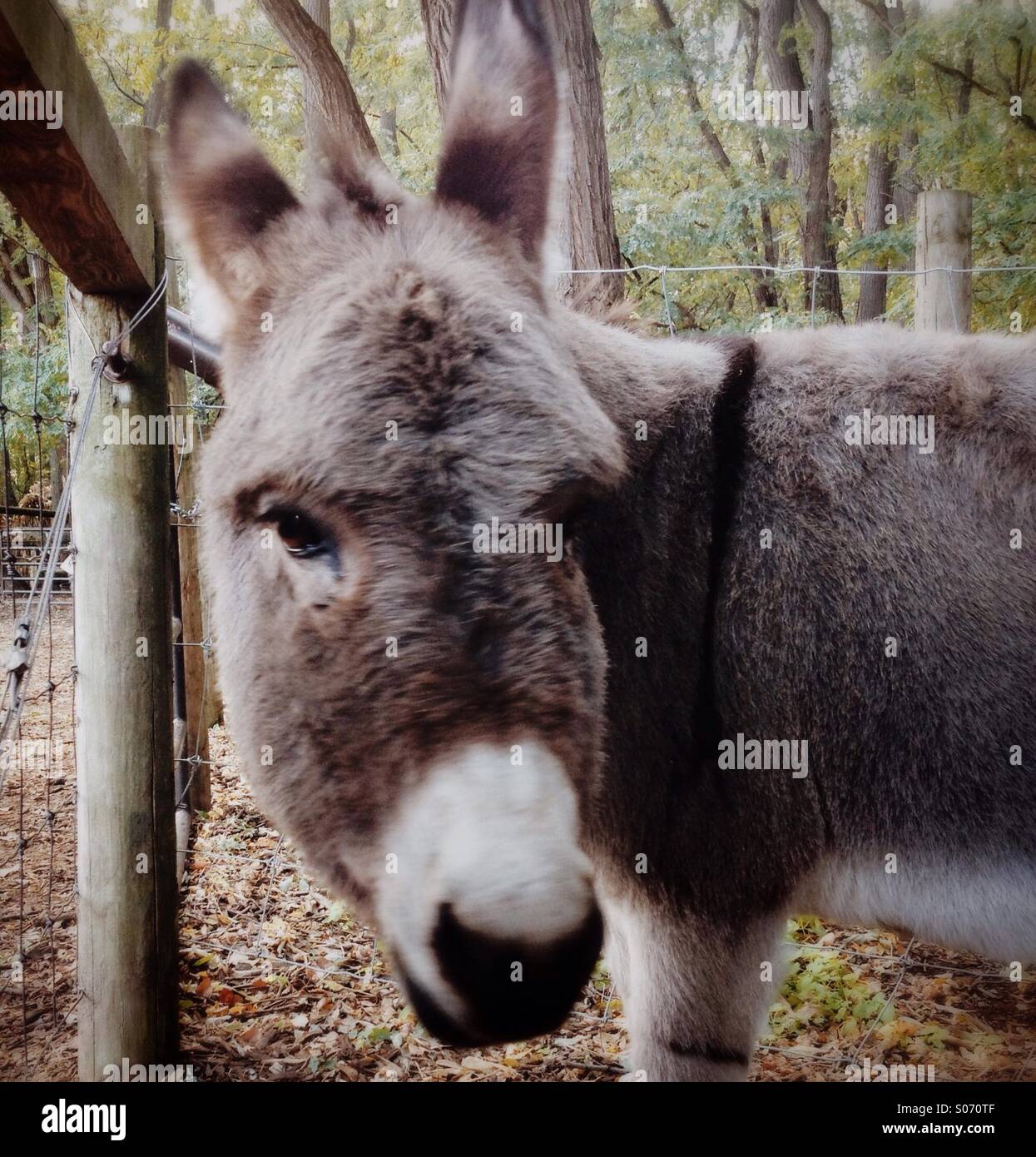 Arsch Stockfoto