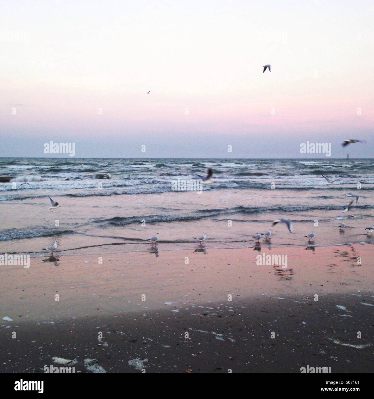 Strand in Rimini, Italien bei Sonnenuntergang mit Möwen Stockfoto