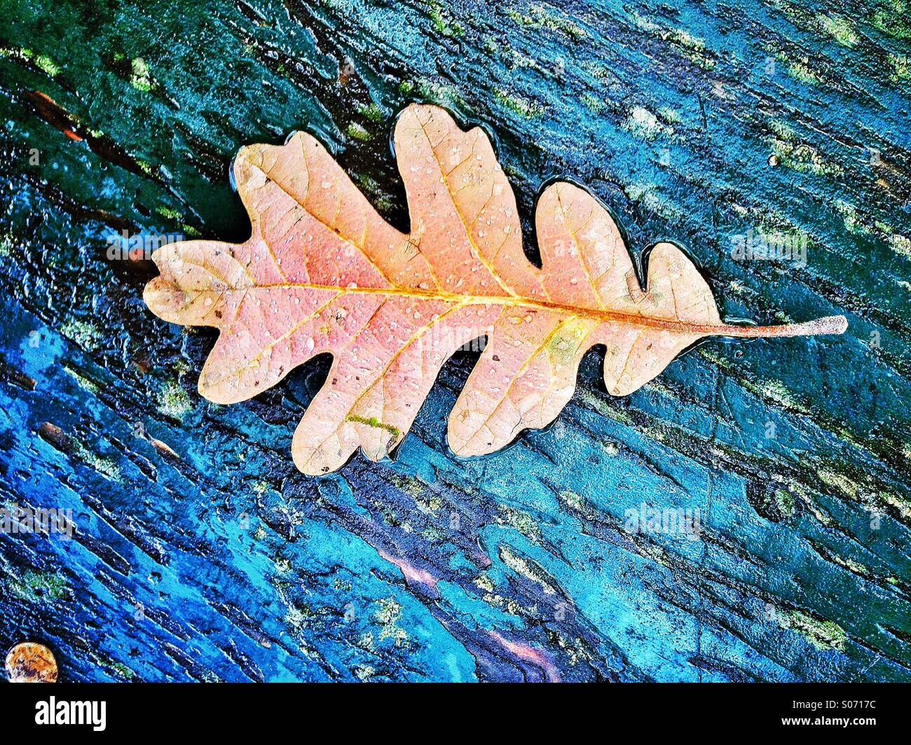 Herbst-Blatt Stockfoto