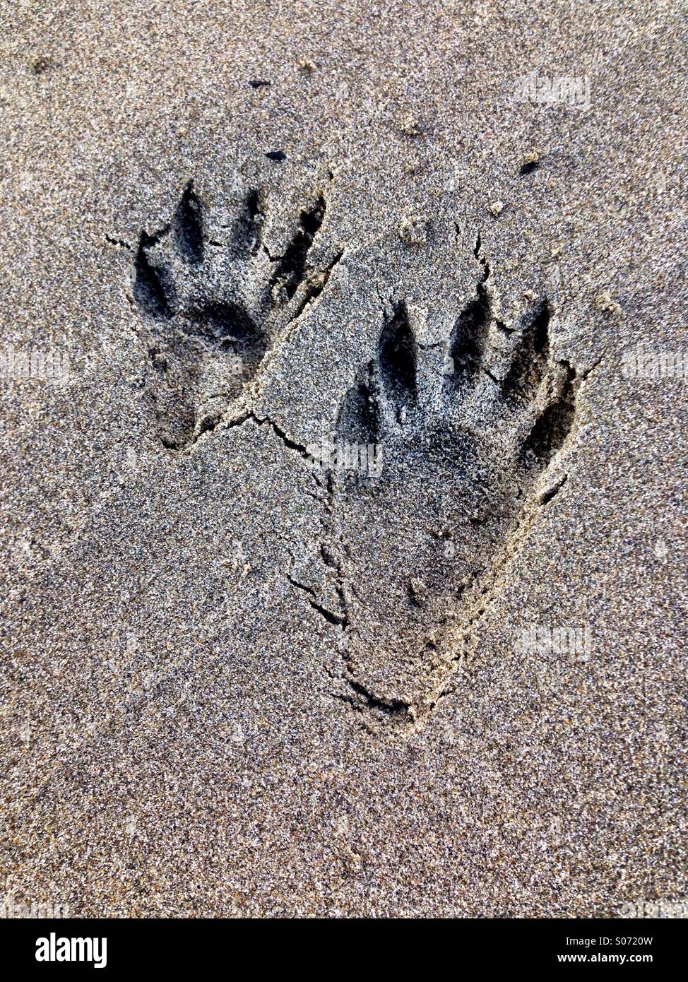 WaschbärSpuren im sand Stockfotografie Alamy