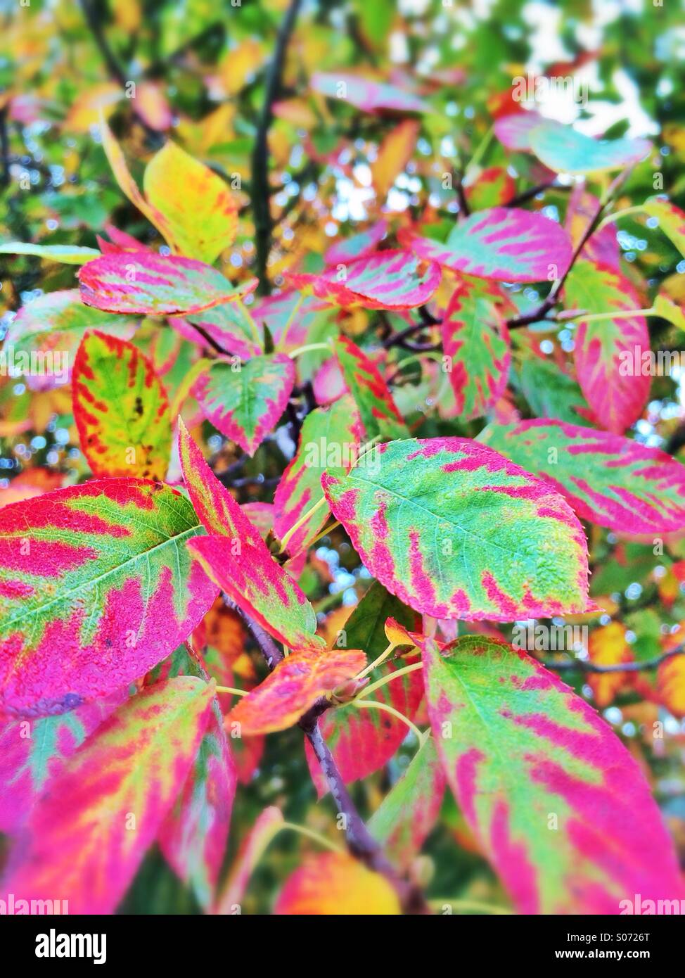 Blätter im Herbst Stockfoto