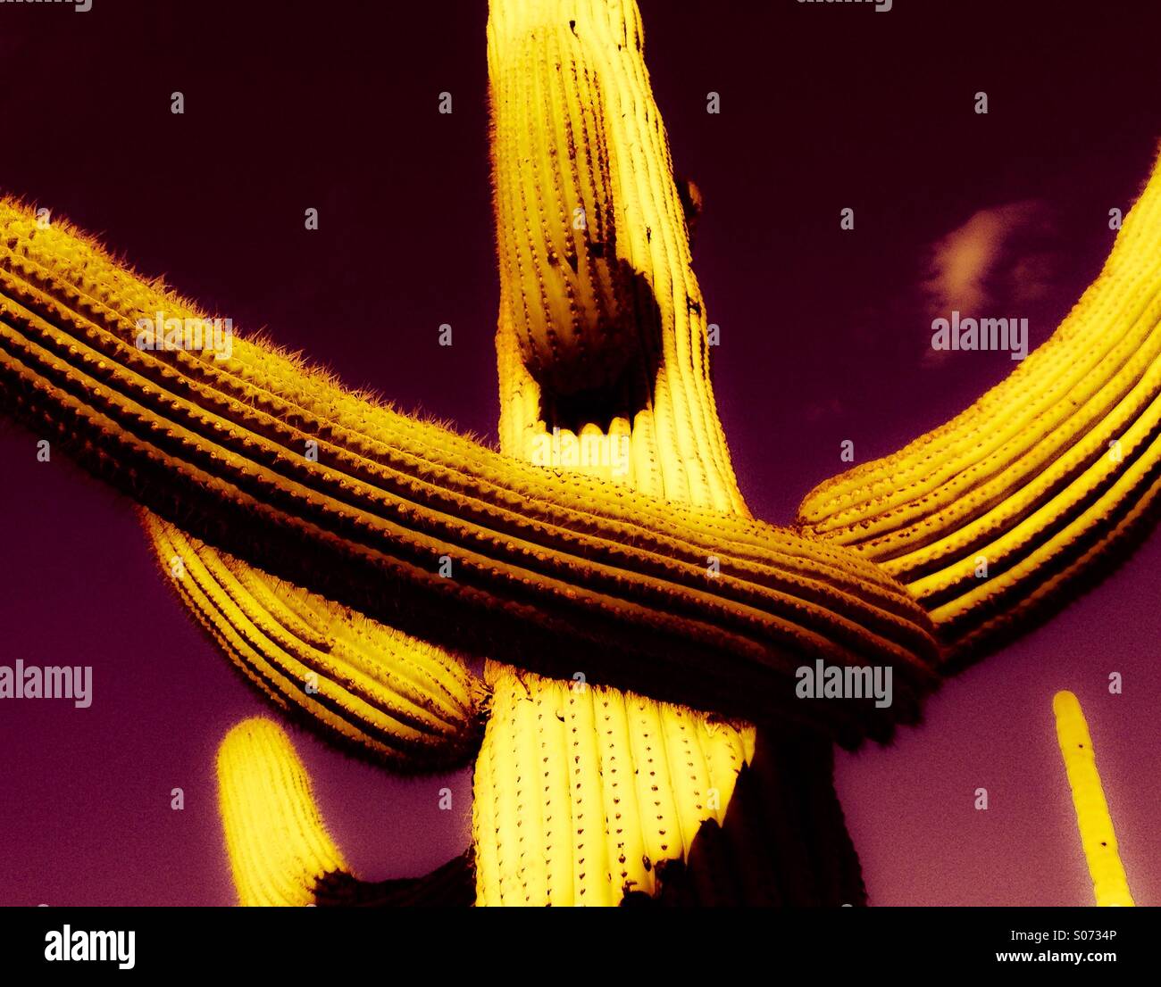 Ein Saguaro-Kaktus steht hoch bei Sonnenuntergang im Saguaro-Nationalpark, Sonora-Wüste, Tucson, Arizona, USA. - Smartphone-aufgenommenes Stockfoto