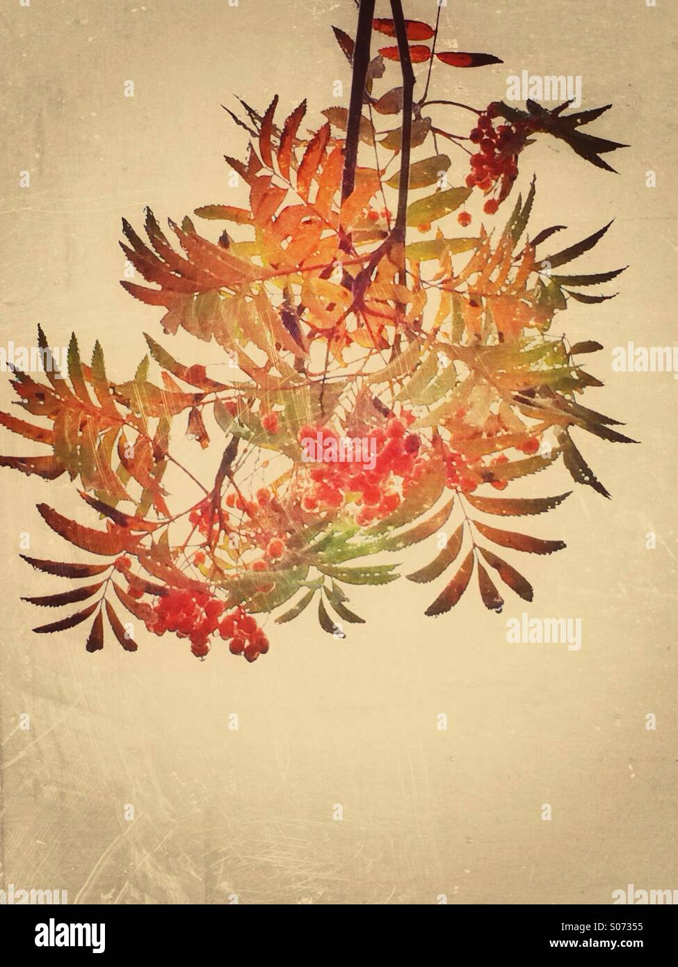 Wilde Beeren und Blätter in Herbstfärbung Stockfoto