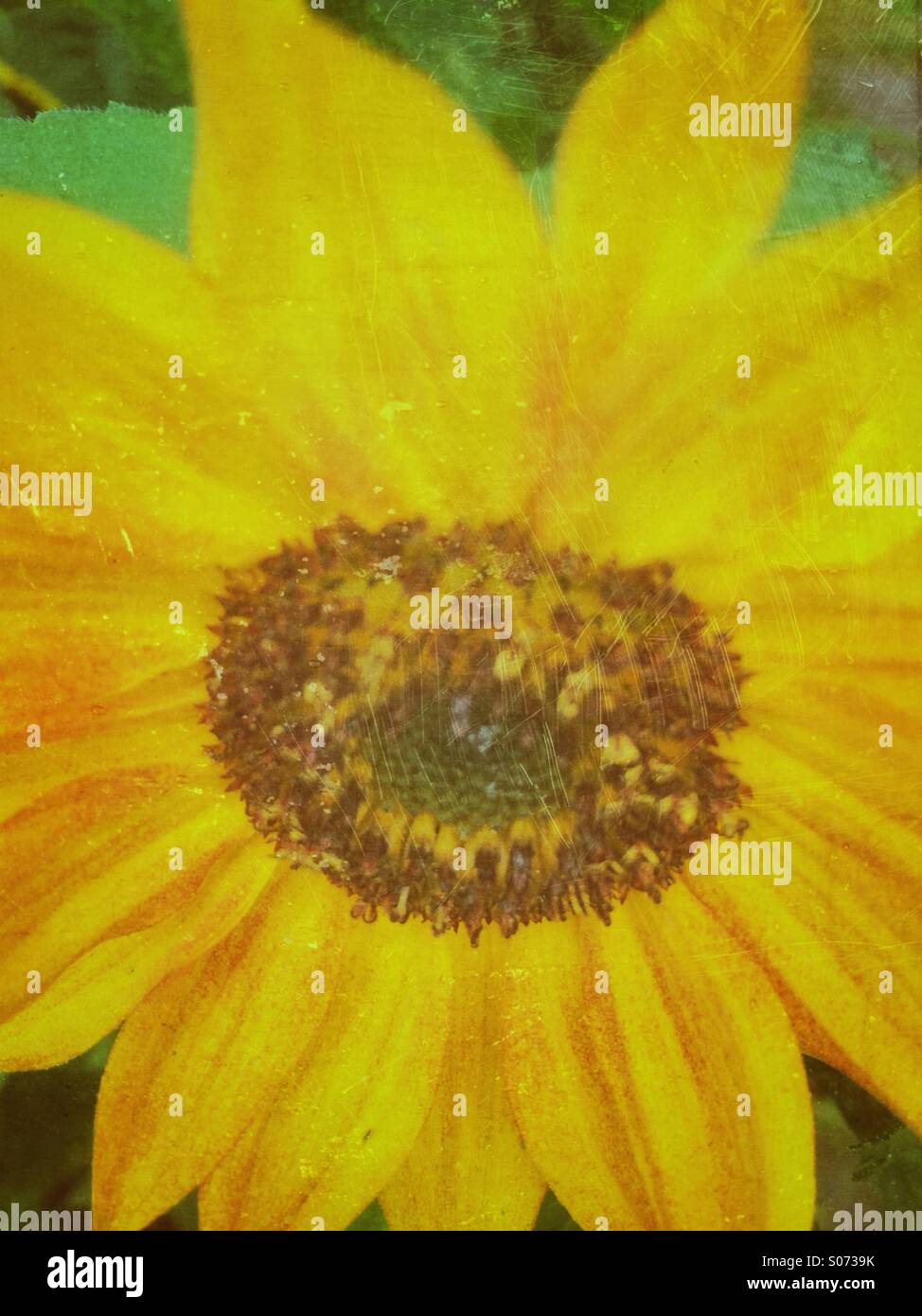 Sonnenblume Grunge Texturen Hintergrund Stockfoto