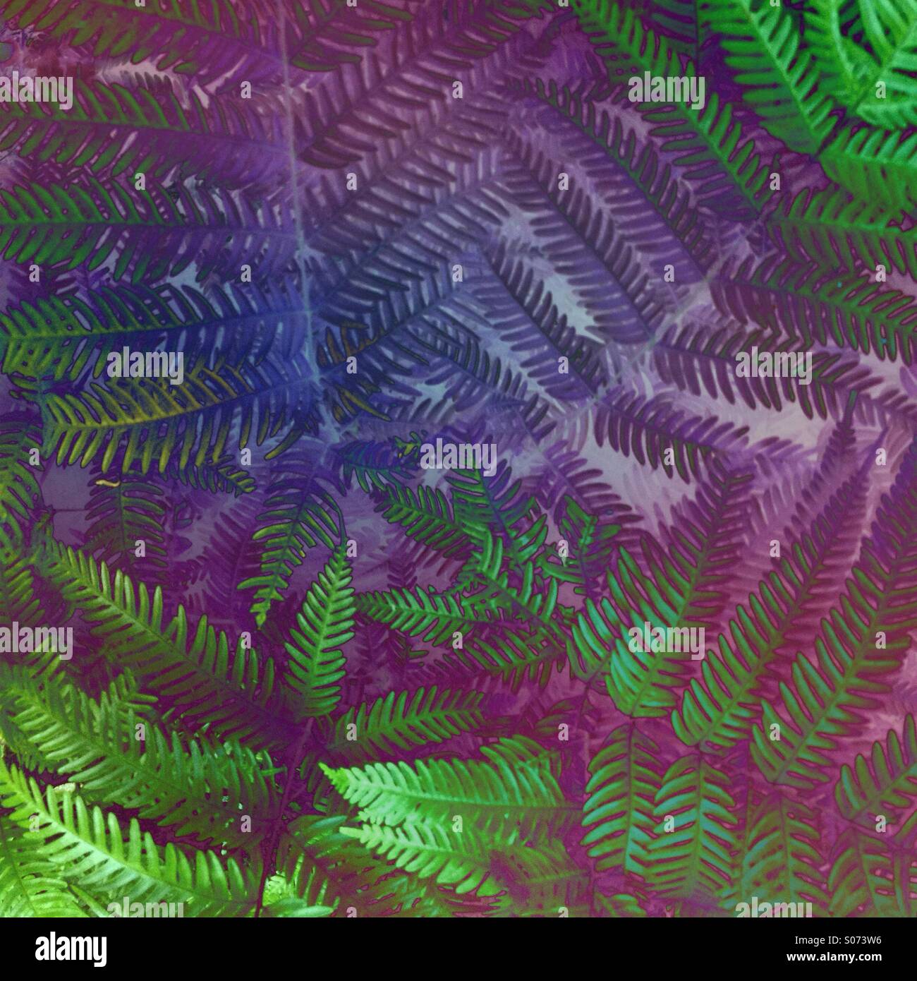 Bunte abstrakte Muster der Farn Blätter Stockfoto