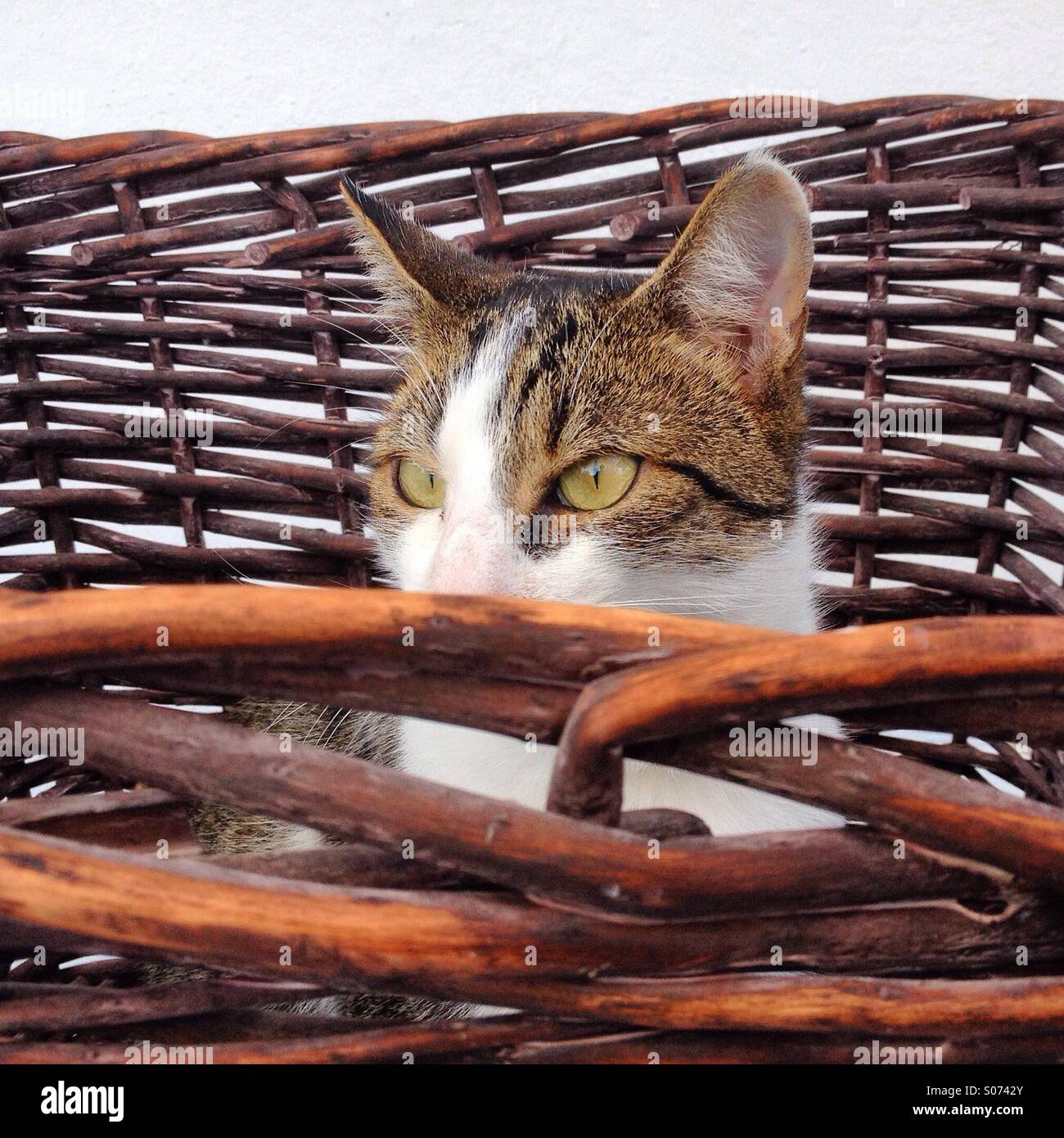 Katze mit Blick vom einen Weidenkorb Stockfoto