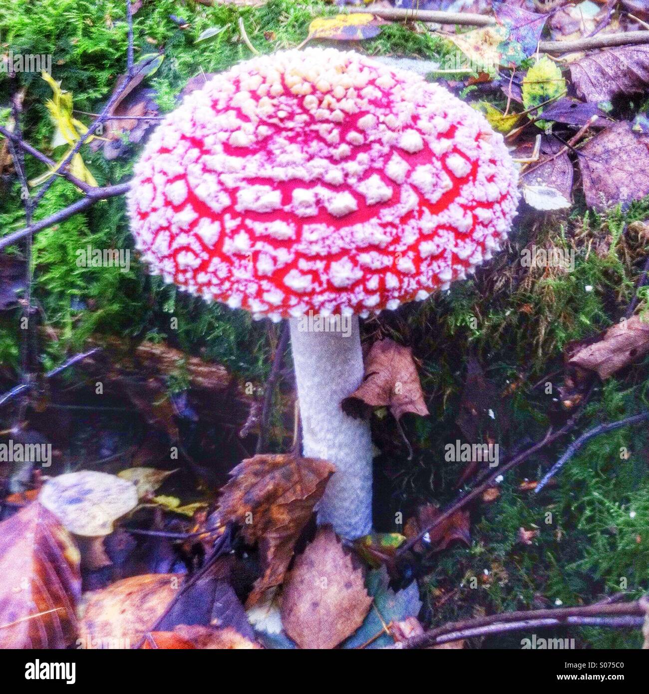 Fliege Agaric Pilz (Amanita Muscaria) ikonischen und unverwechselbare britische Pilze bekannt für seine Giftigkeit und halluzinogene Eigenschaften. - Smartphone-aufgenommenes Stockfoto