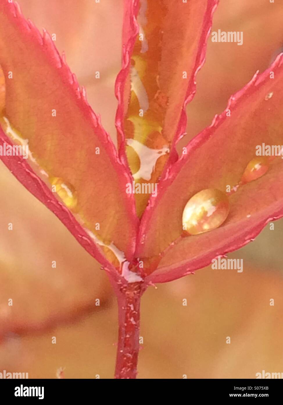 Regentropfen auf Rosenblatt Stockfoto