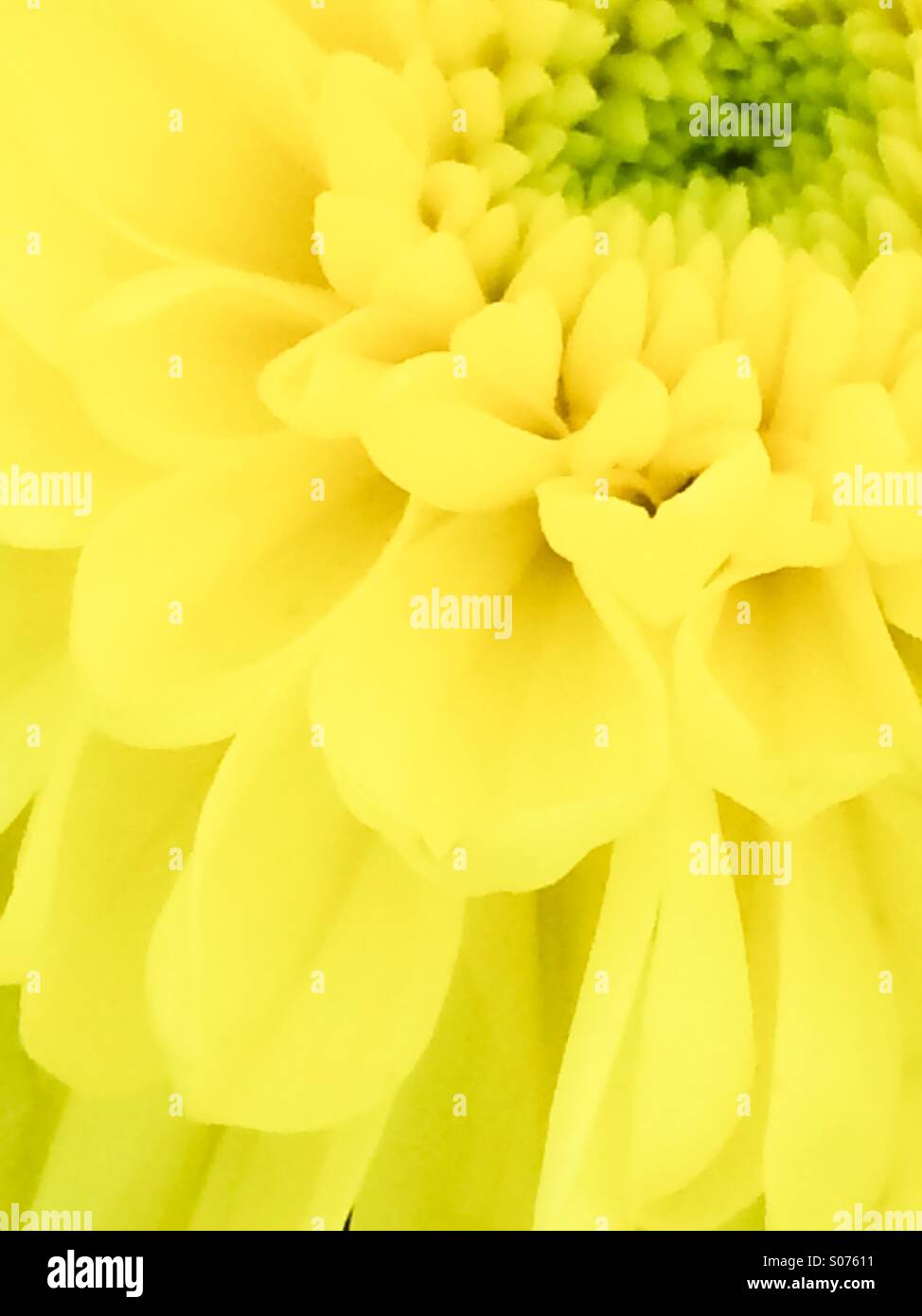 Nahaufnahme von gelbe Chrysantheme Stockfoto