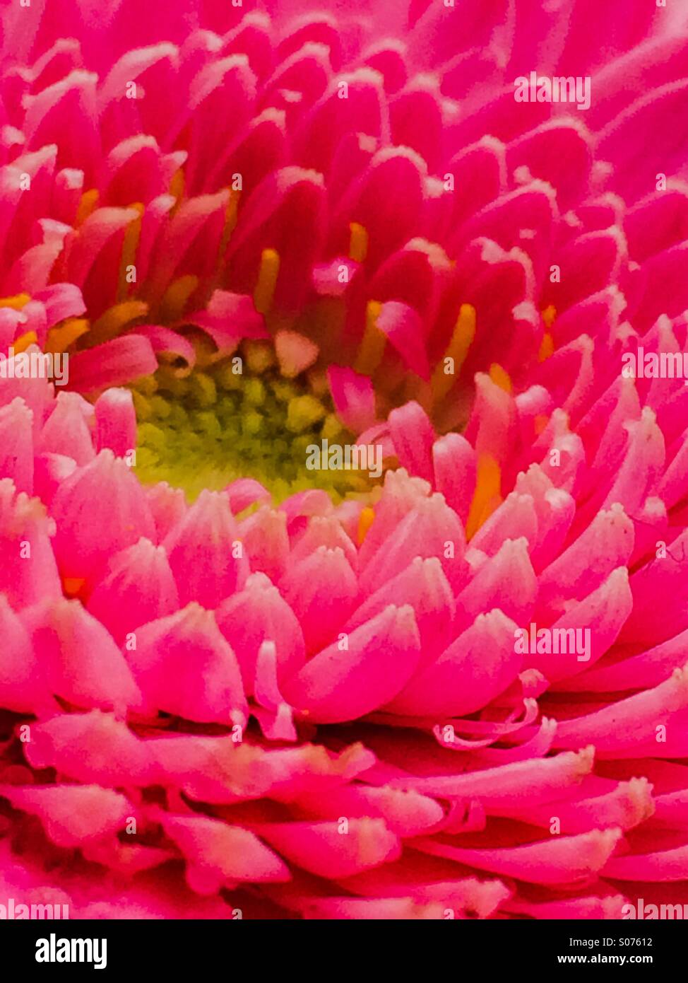 Nahaufnahme von rosa Chrysantheme Stockfoto