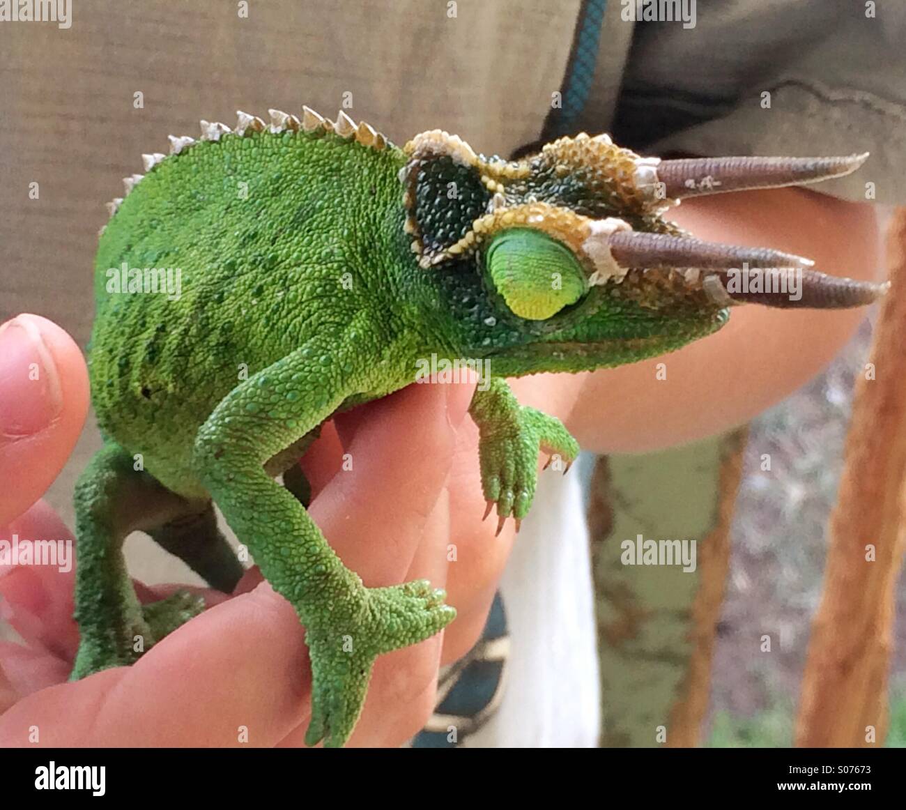 Ein lebhaftes männliches Jackson's Chamäleon (Trioceros jacksonii) mit drei Hörnern, die sanft in den Händen eines Kindes gehalten werden, auf der Big Island of Hawaii Reptile Invasiv. Stockfoto