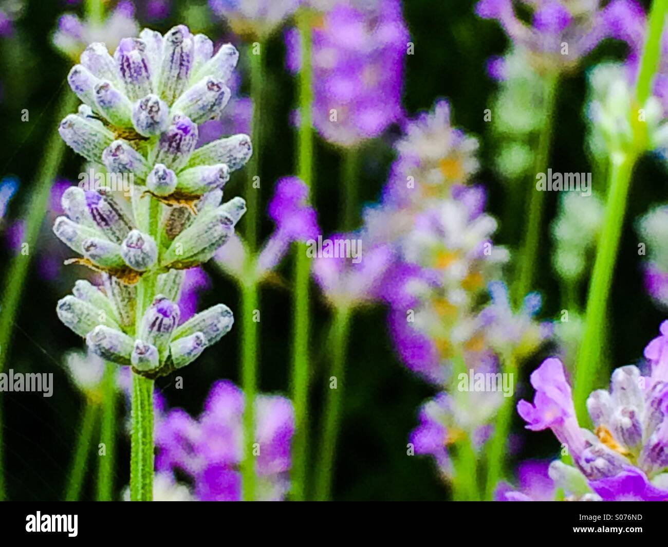 Lavendel Pflanze hautnah Stockfoto