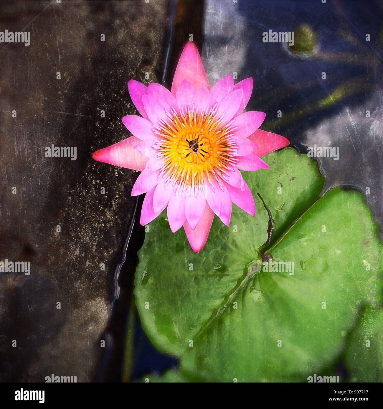 Rosa Seerose Blume Stockfoto