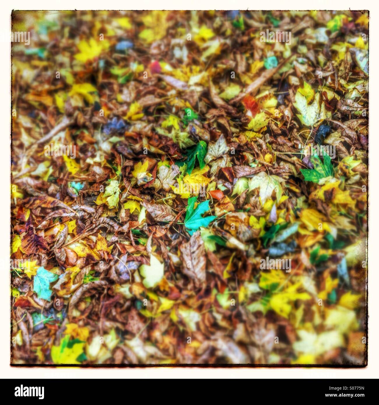Herbst Blätter, Hampshire, England, Vereinigtes Königreich Stockfoto