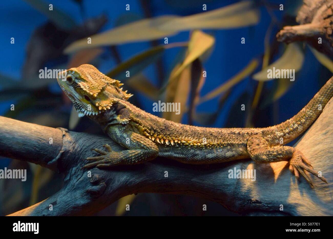 Eidechse in einem Baum - Smartphone-aufgenommenes Stockfoto