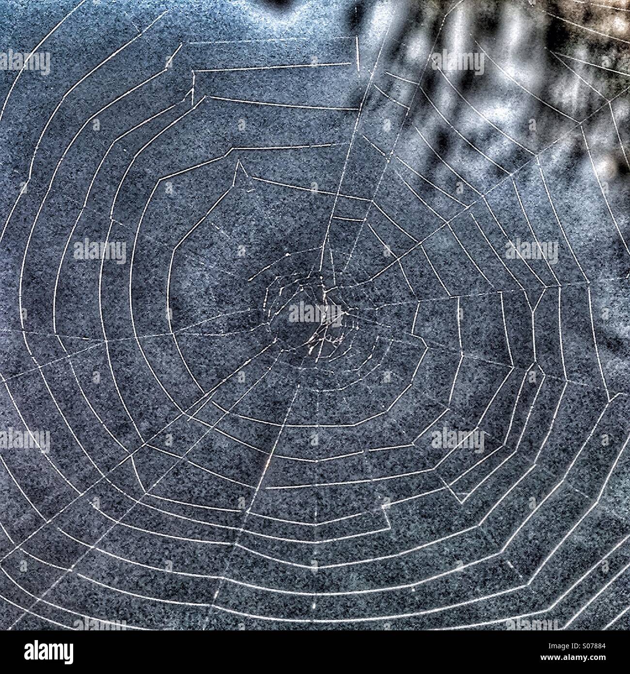 Spinnennetz. - Smartphone-aufgenommenes Stockfoto