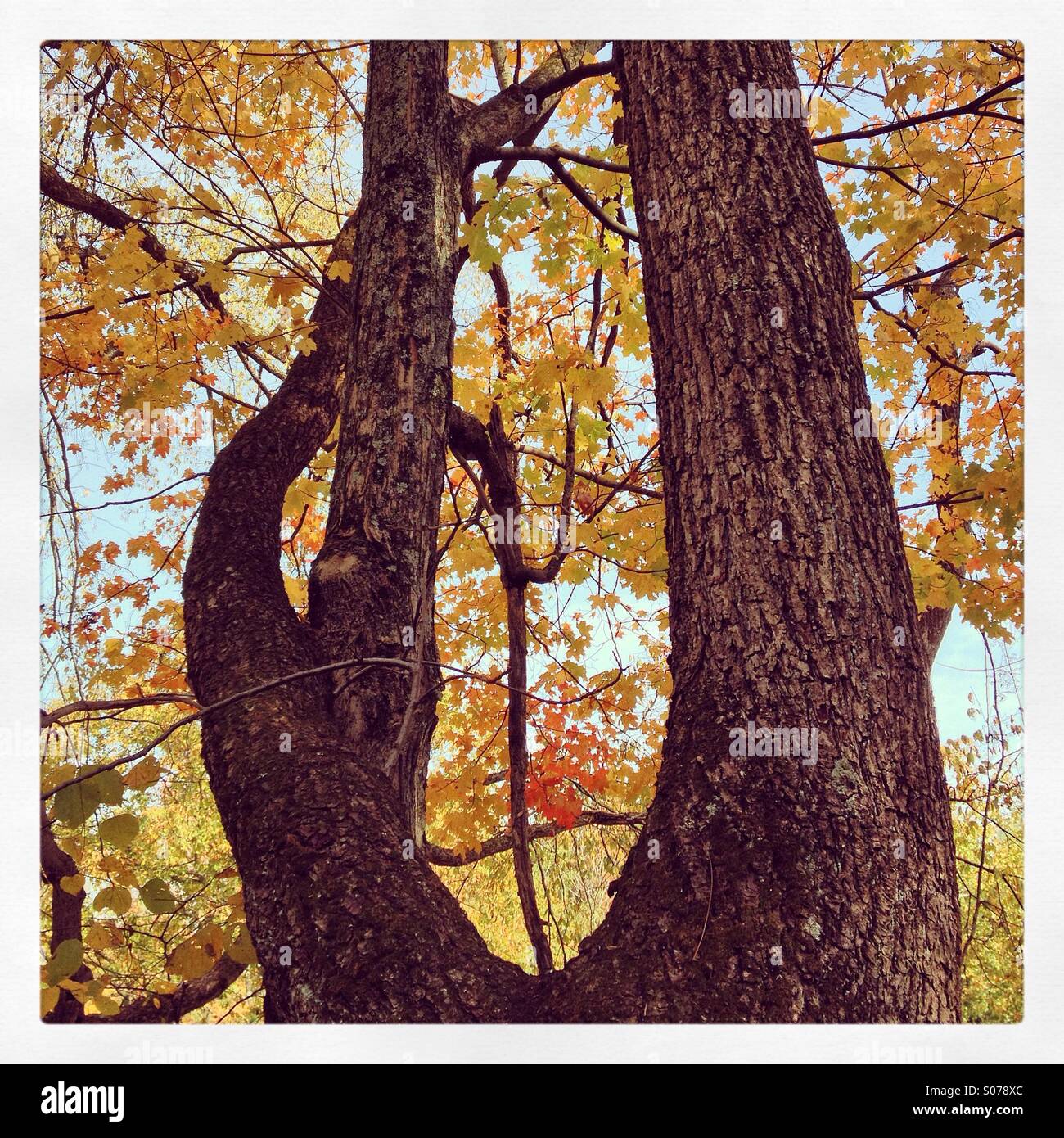 Ein Baum schmiegt sich an einen anderen. Herbstfarben. Stockfoto