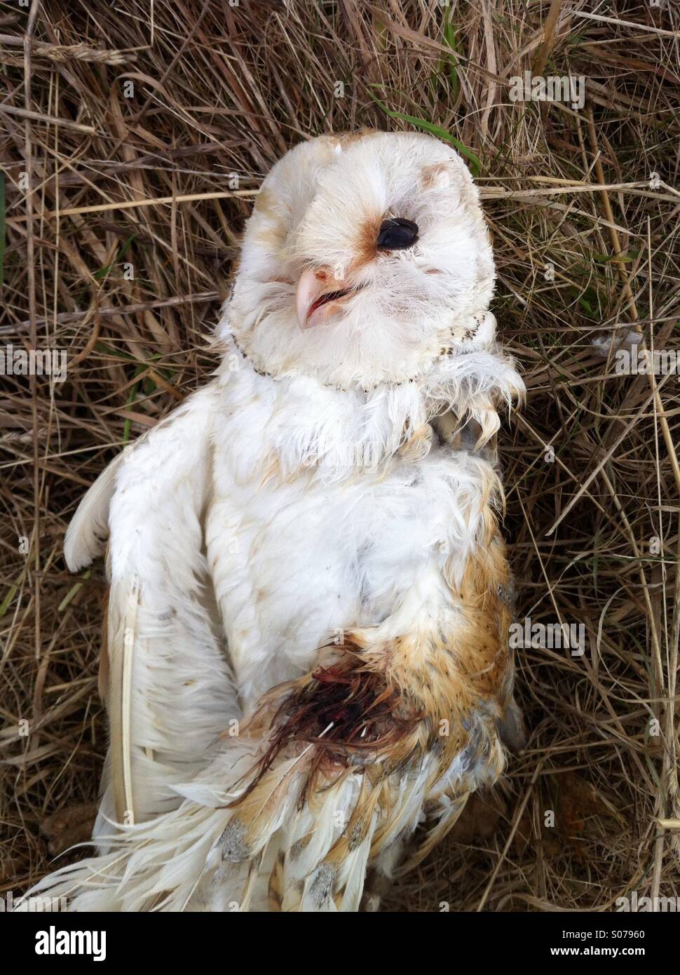 Tote Schleiereule mit gebrochenen Flügel nach dem fliegen in Stromleitungen Stockfoto