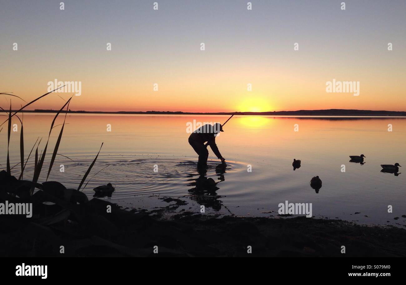 Morgendämmerung in der Prärie, da ein Mann Ente Lockvögel festlegt. Stockfoto
